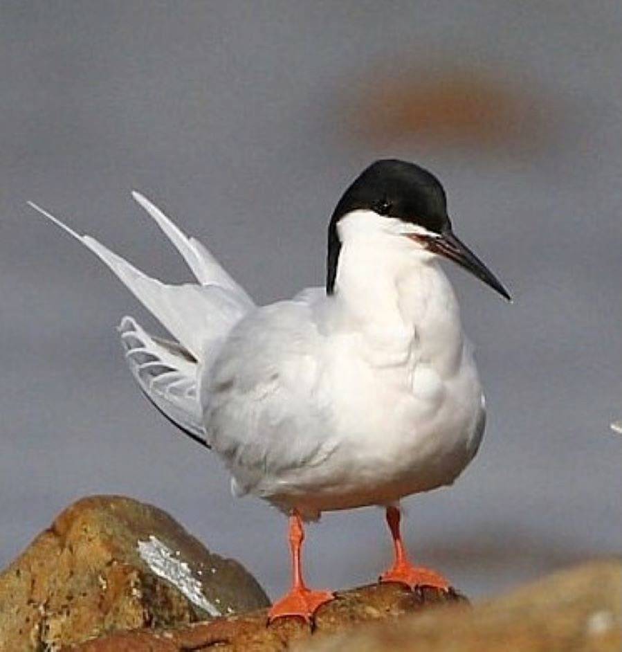 charrán rosado, roseate tern, sterne de dougall by Dave Brown is marked with CC0 1.0.